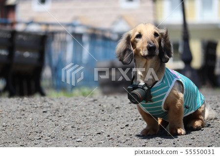 Miniature dachshund camera kid 55550031
