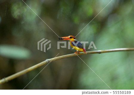 Adult Oriental dwarf kingfisher (Ceyx erithaca) Adult Oriental dwarf kingfisher (Ceyx erithaca) 55550189