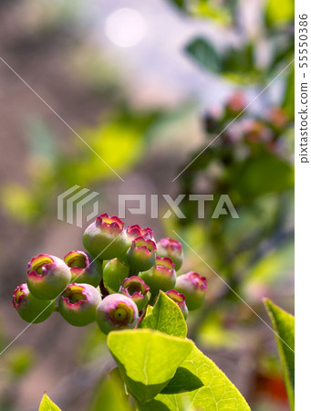 Blueberries in May Blueberries in May 55550386