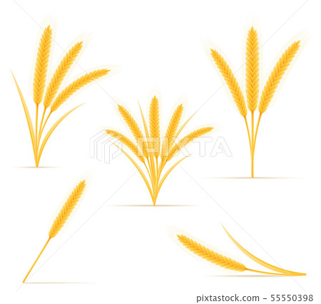 yellow ears of ripe wheat spikelet vector yellow ears of ripe wheat spikelet vector 55550398