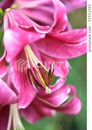 百合花粉紅色 照片素材 圖片 圖庫