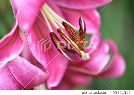 百合花粉紅色 照片素材 圖片 圖庫