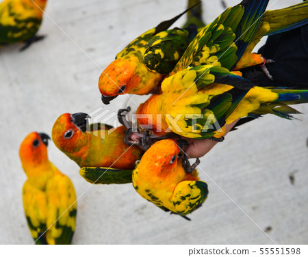 Colorful parrots at botanic garden 55551598