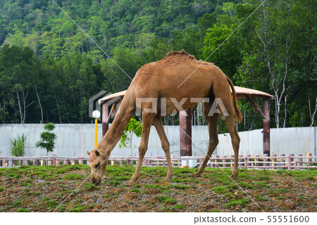 A camel at the zoo on Langkawi Island 55551600