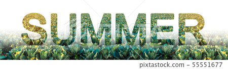 The word summer on the background of cabbage 55551677