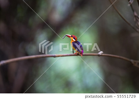 Adult Oriental dwarf kingfisher (Ceyx erithaca) Adult Oriental dwarf kingfisher (Ceyx erithaca) 55551729