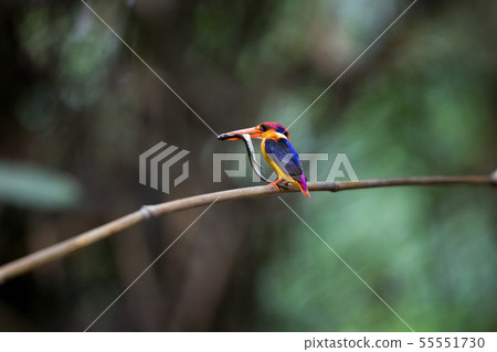 Adult Oriental dwarf kingfisher (Ceyx erithaca) Adult Oriental dwarf kingfisher (Ceyx erithaca) 55551730