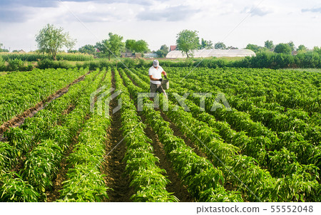 A farmer walks through a plantation field 55552048