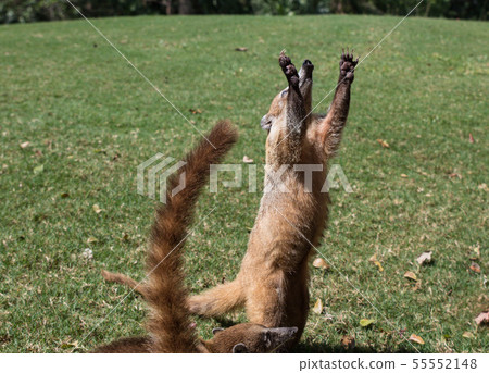 Portrait of cute white nosed coati, Nasua narica, begging for food, fighting and looking at a camera Portrait of cute white nosed coati, Nasua narica, begging for food, fighting and looking at a camera 55552148