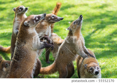 Portrait of group cute white nosed coatis, Nasua narica, begging for food, fighting and looking at a 55552170