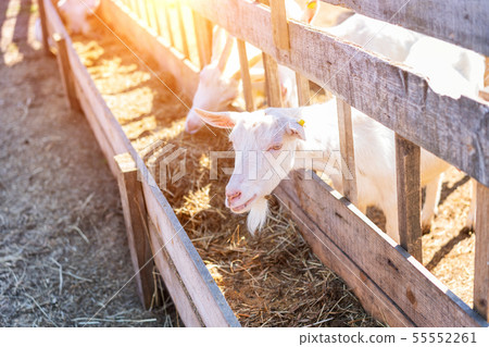 farm, goats eat hay on a Sunny day 55552261