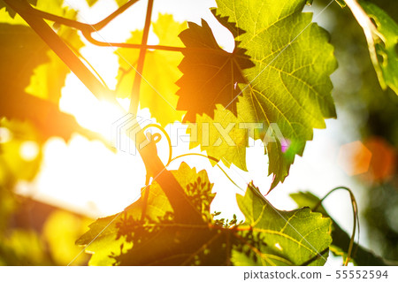 beautiful grape leaves at sunset in the sunlight 55552594