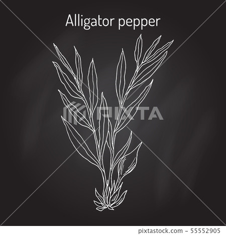 Alligator pepper Aframomum melegueta , or Guinea grains, medicinal plant 55552905