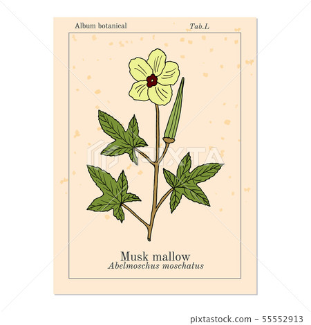 Musk mallow abelmoschus moschatus , medicinal plant 55552913