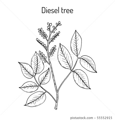 Diesel tree Copaifera langsdorffii , medicinal plant 55552915