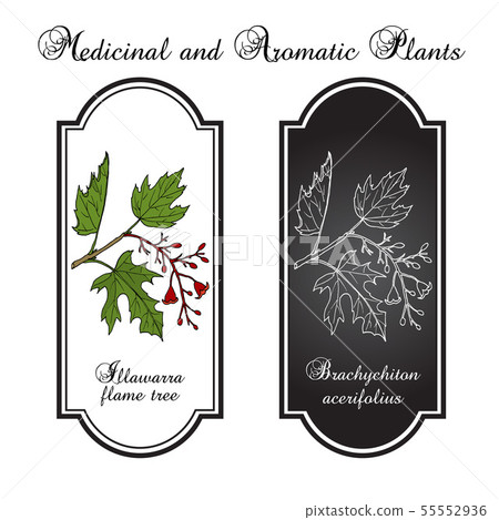 Illawarra flame tree brachychiton acerifolius , medicinal plant 55552936