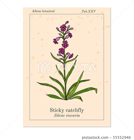 Sticky catchfly Silene viscaria , or clammy campion, medicinal plant 55552946
