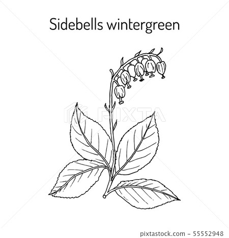 Sidebells wintergreen orthilia secunda , medicinal plant 55552948