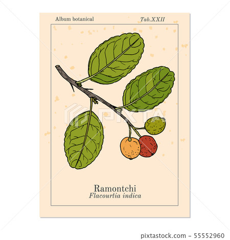 Ramontchi flacourtia indica , eatable and medicinal plant Ramontchi flacourtia indica , eatable and medicinal plant 55552960