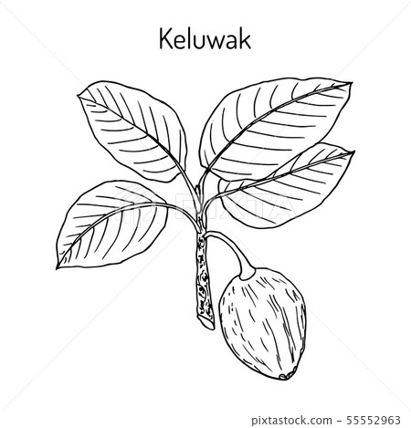 Keluwak Pangium edule eatable plant 55552963
