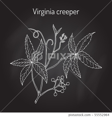Virginia creeper indigofera tinctoria ornamental and medicinal plant 55552964