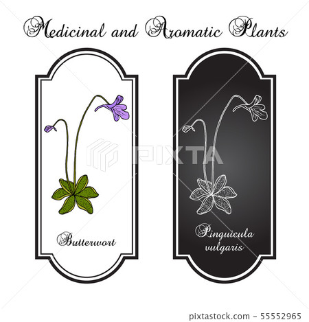 Butterwort pinguicula vulgaris , medicinal plant Butterwort pinguicula vulgaris , medicinal plant 55552965