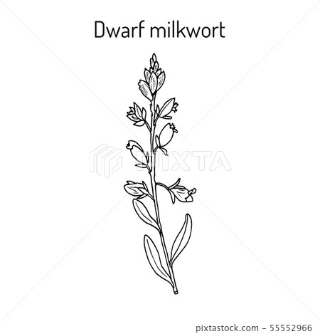 Dwarf or Kentish milkwort polygala amarella medicinal plant 55552966