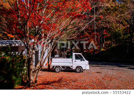 Red autumn maple and white pickup truck at Red autumn maple and white pickup truck at 55553422