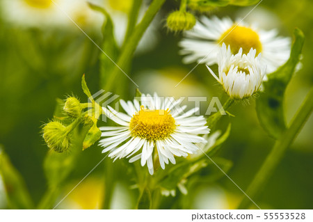 Meadow with Chamomile flowers Meadow with Chamomile flowers 55553528