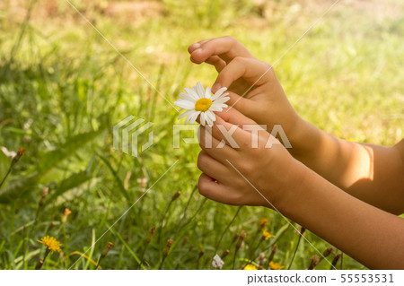 Girl guesses on a daisy Girl guesses on a daisy 55553531