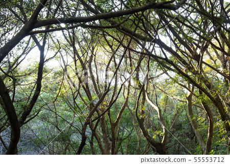 Mountain, mountain, mountain, forest, forest, Taoyuan, Hutou Mountain, sightseeing spots, entertainment 55553712