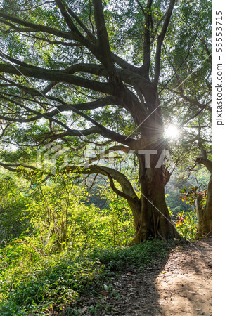 Mountain, mountain, mountain, forest, forest, Taoyuan, Hutou Mountain, sightseeing spots, entertainment Mountain, mountain, mountain, forest, forest, Taoyuan, Hutou Mountain, sightseeing spots, entertainment 55553715