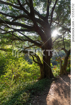 山裡 山の中 山上 森林 Forest 桃園虎頭山 觀光景點 休閒娛樂 山裡 山の中 山上 森林 Forest 桃園虎頭山 觀光景點 休閒娛樂 55553732