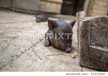 Black mini pig of the Vietnamese breed on sty. Black mini pig of the Vietnamese breed on sty. 55553897