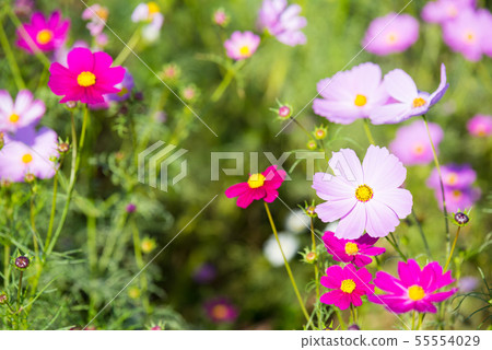 Cosmos Akisakura（千葉縣佐倉市櫻花故鄉廣場）2018年10月 55554029