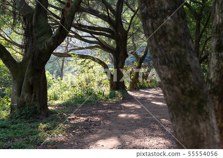 Mountain, mountain, mountain, forest, forest, Taoyuan, Hutou Mountain, sightseeing spots, entertainment 55554056