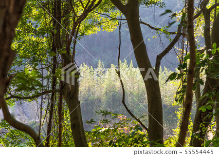 山裡 山の中 山上 森林 Forest 桃園虎頭山 觀光景點 休閒娛樂 55554445