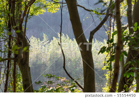 山裡 山の中 山上 森林 Forest 桃園虎頭山 觀光景點 休閒娛樂 55554450