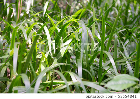 山裡 山の中 山上 森林 Forest 桃園虎頭山 觀光景點 休閒娛樂 55554841