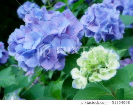 淡藍色繡球花 - 照顧孩子的父母的形象 -  55554968