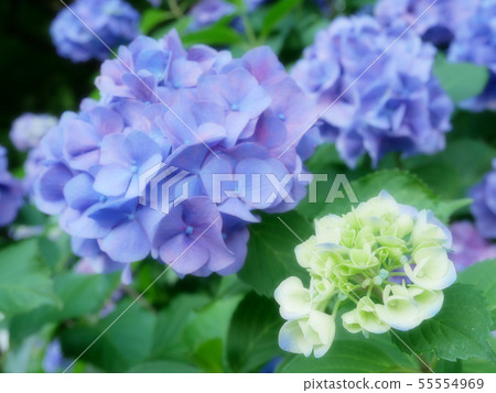已經開始綻放的繡球花 - 嬰兒，兒童和父母的形象 -  55554969