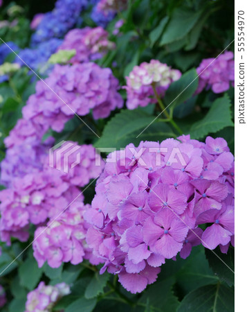 粉紅繡球 粉紅繡球 55554970