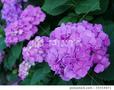 粉紅繡球 55554971