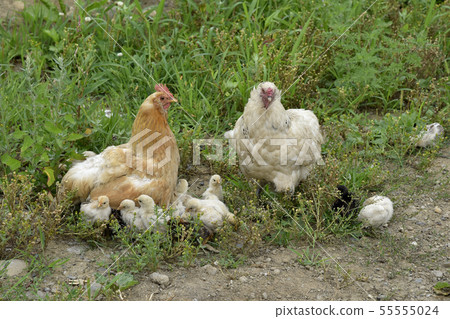 父母和小孩的雞 父母和小孩的雞 55555024
