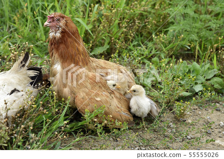 Chicken mother and child 55555026