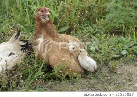 Chicken mother and child 55555027