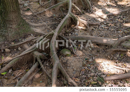 山裡 山の中 山上 森林 Forest 桃園虎頭山 觀光景點 休閒娛樂 55555095