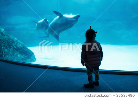 Silhouette girl watch swimming dolphin Silhouette girl watch swimming dolphin 55555490