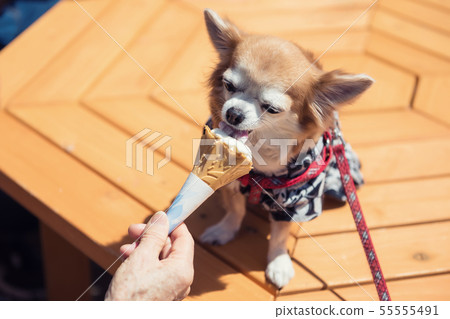 Pomeranian dog eat ice cream Pomeranian dog eat ice cream 55555491