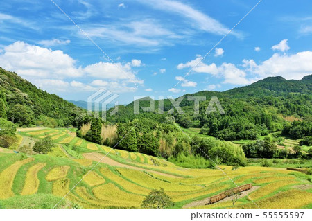 Autumnal clear blue sky and fruitful rice terraces 55555597